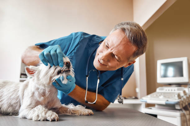 Best Walk-In Emergency Dentist in Thomasboro, IL